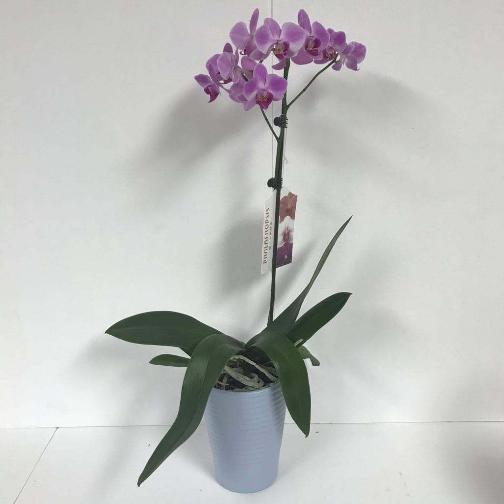 Orchid