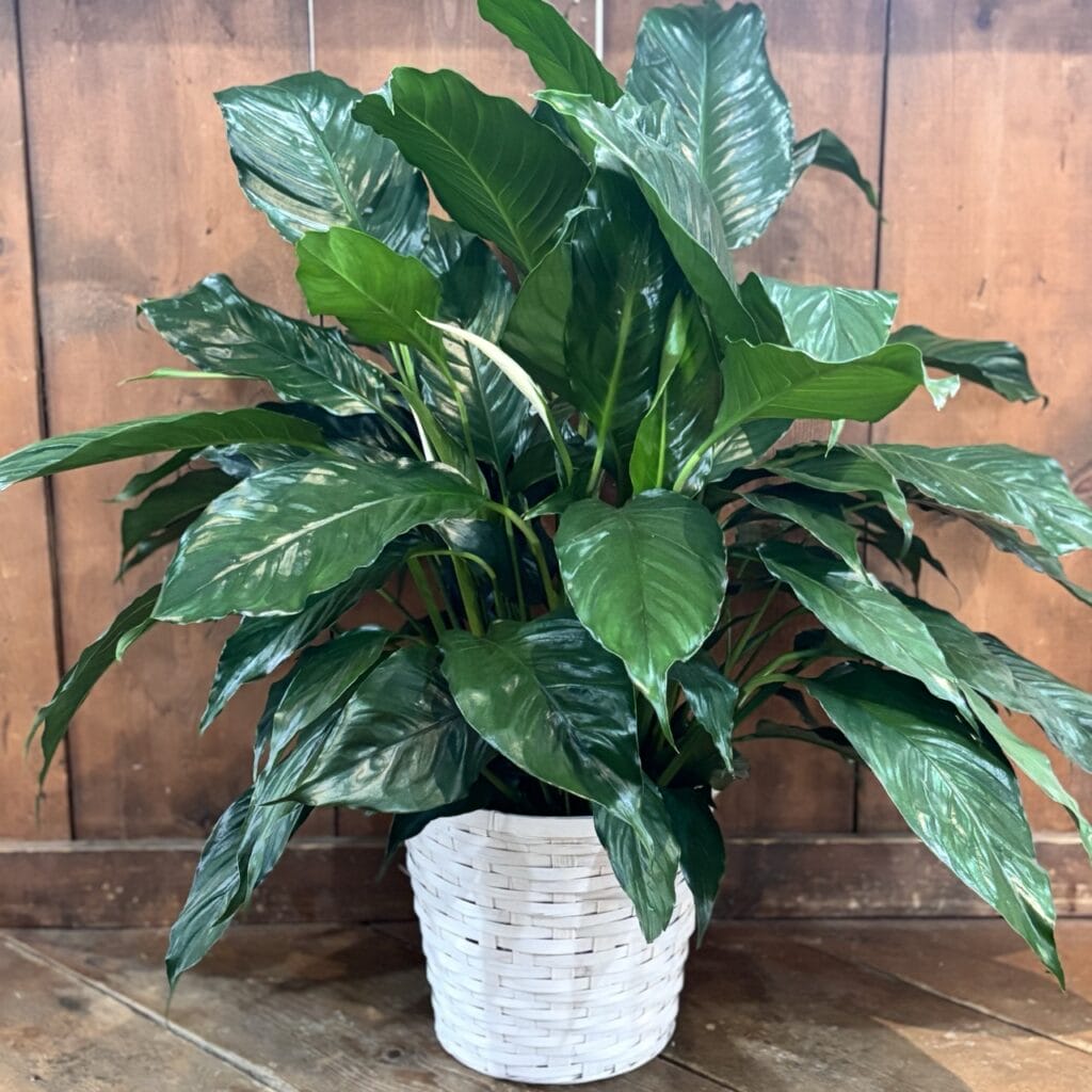 Peace Lily Plant